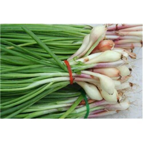 Organic Fresh Spring Onion - Jute Bag Packaging, Food Grade Quality | Raw Style, Natural Taste, Very Good Shelf Life, Non Harmful for Cooking