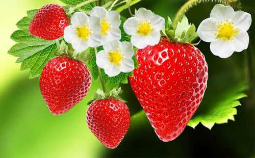 Well Watered Strawberry Plants