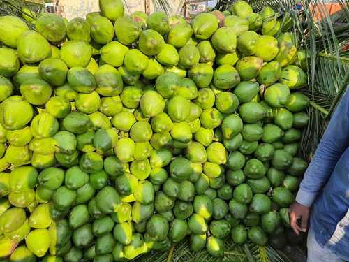 Organic A Grade Fresh Green Coconut