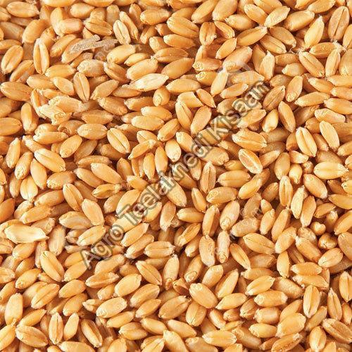 Brown Fresh Wheat Seeds For Food