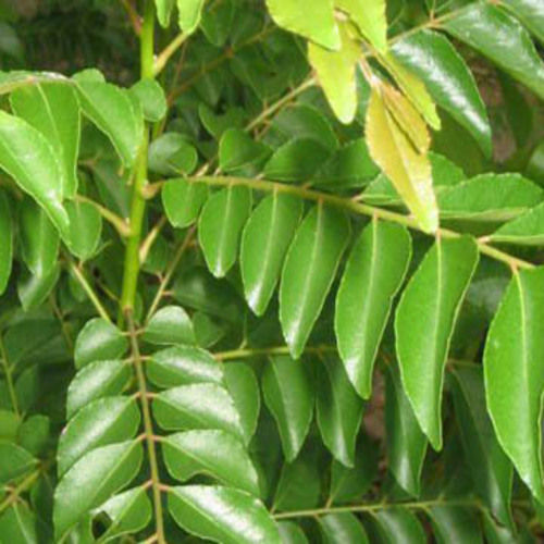 Healthy and Natural Organic Fresh Curry Leaves