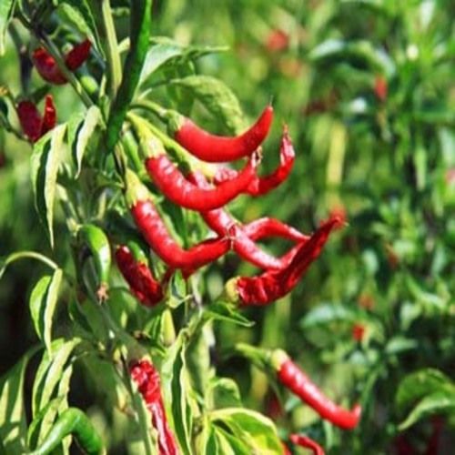Healthy and Natural Organic Fresh Red Chilli