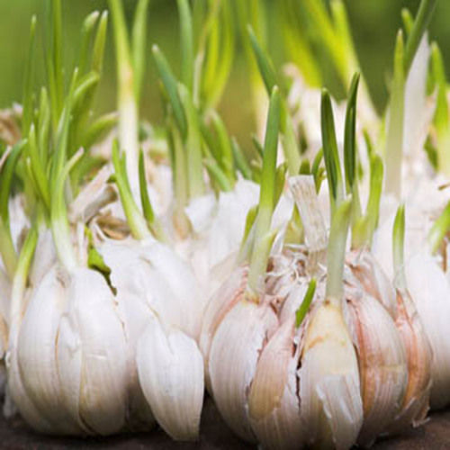Healthy and Natural Organic Fresh Whole Garlic