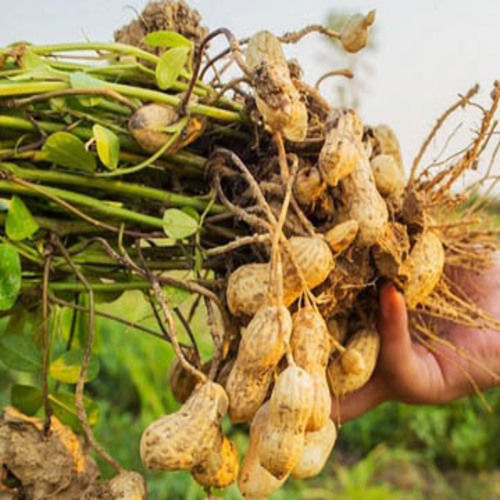 Healthy and Natural Organic Raw Groundnuts