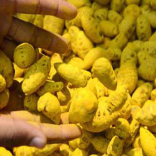 Healthy and Natural Whole Yellow Turmeric