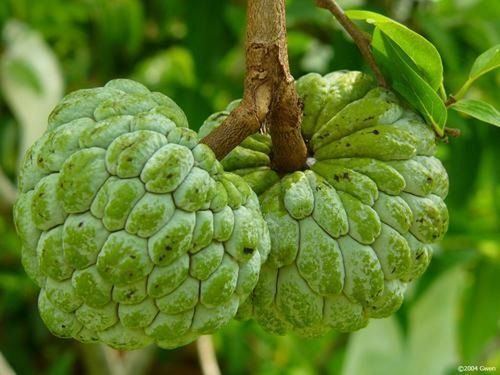 Organic Fresh Custard Apple (Sharifa)