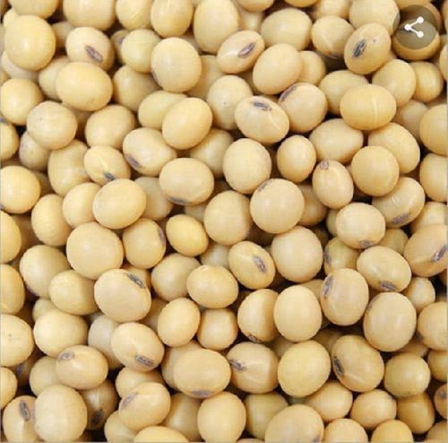 Healthy and Natural Organic Soybean Seeds