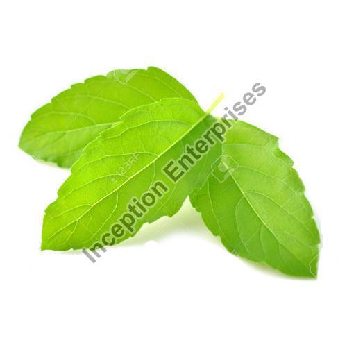 Natural Green Tulsi Leaves