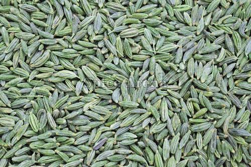 Dried Green Fennel Seeds