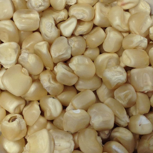 Healthy and Natural Organic White Corn Seeds