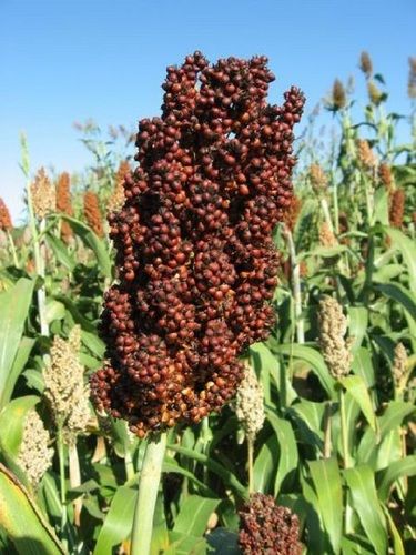 Maroon Natural Dried Sorghum Seeds (Jwaar Ke Beej)