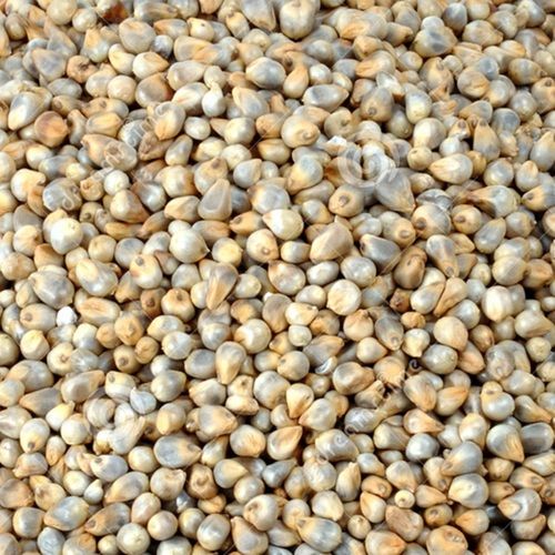 Natural Taste Pearl Millet (Bajra)