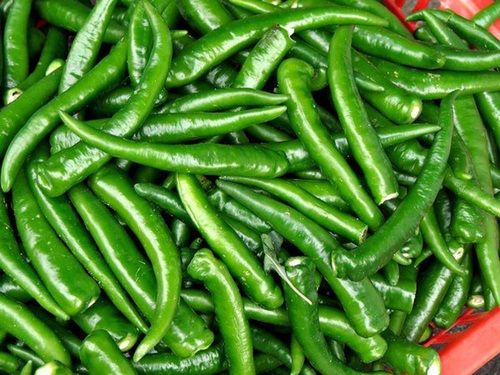 Organic Fresh Green Chilli