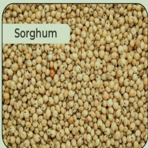 Healthy And Natural Dried Sorghum Seeds Grade: Food Grade