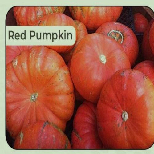Healthy and Natural Fresh Red Pumpkin