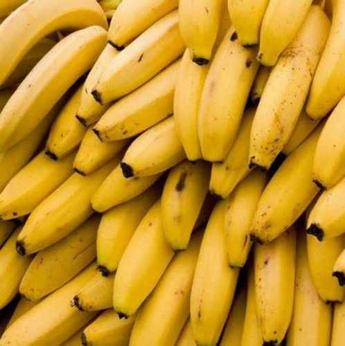 Healthy, Nutritious Cavendish Banana