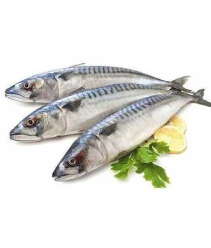 High Protein Fresh Fish Shelf Life: 1 Months