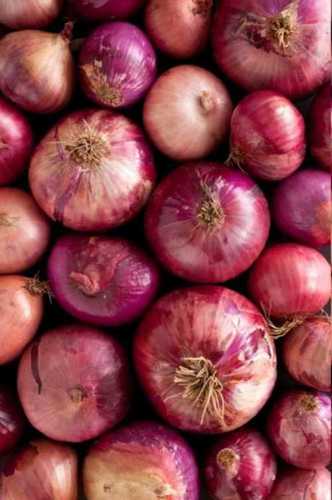 Medium Size Red Onion