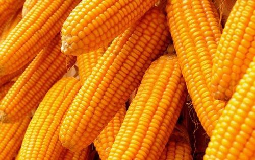 Organic Yellow Maize (Makka)