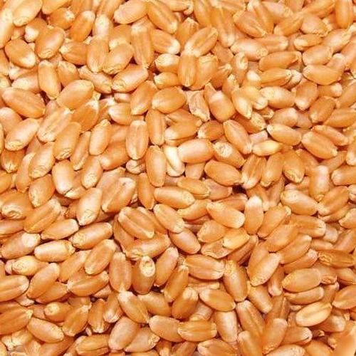 Brown Organic Whole Wheat High In Protein Grade: Food Grade