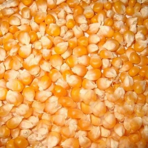 High In Protein Whole Maize Yellow Seeds