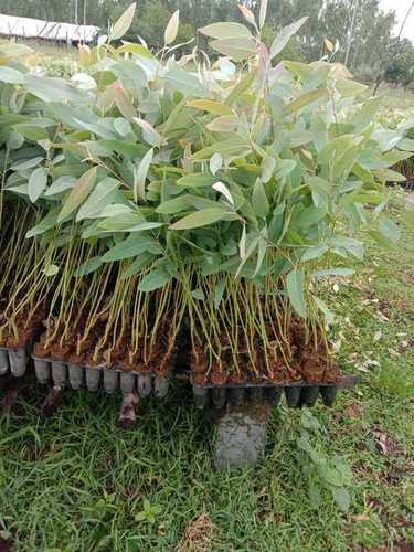 Longer Shelf Life Eucalyptus Plant