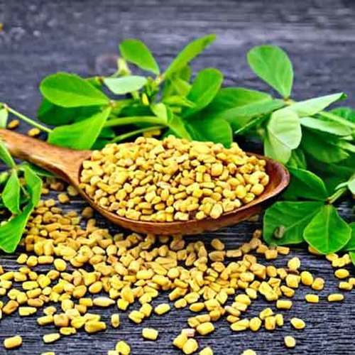 Healthy and Natural Organic Fenugreek Seeds