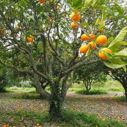 Healthy and Natural Organic Fresh Orange