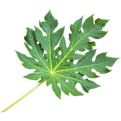 Natural Gree Papaya Leaves  Grade: Superior