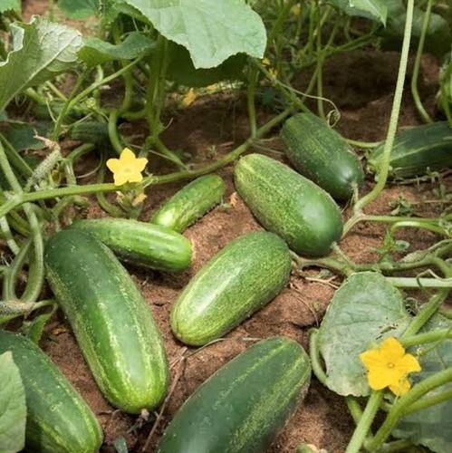 Fresh and Pure Fresh Cucumber 