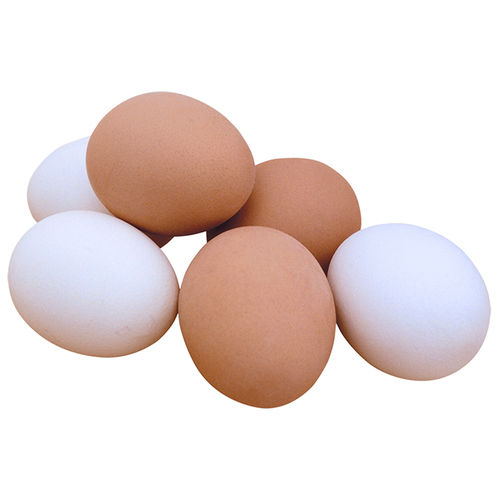 High Quality Fresh Brown and White Halal Kosher Eggs