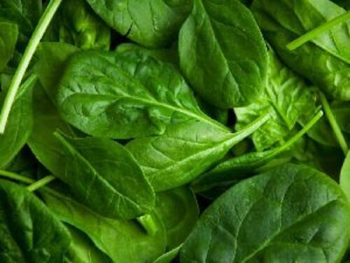 Natural Fresh Spinach for Cooking