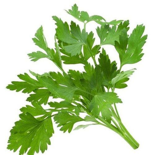 Healthy and Natural Fresh Coriander Leaves