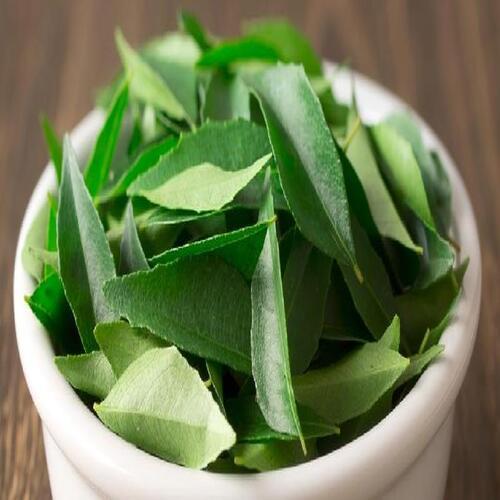 Green Healthy And Natural Fresh Curry Leaves