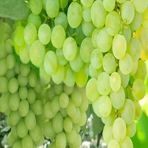 Good Quality Fresh Green Grapes