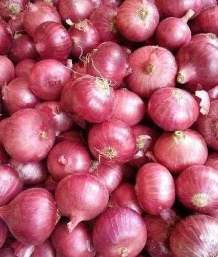 All Size Red Onion