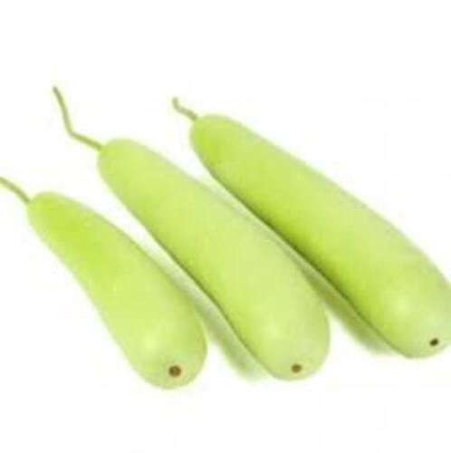 Fresh Bottle Gourd For Cooking Preserving Compound: Cool & Dry Places