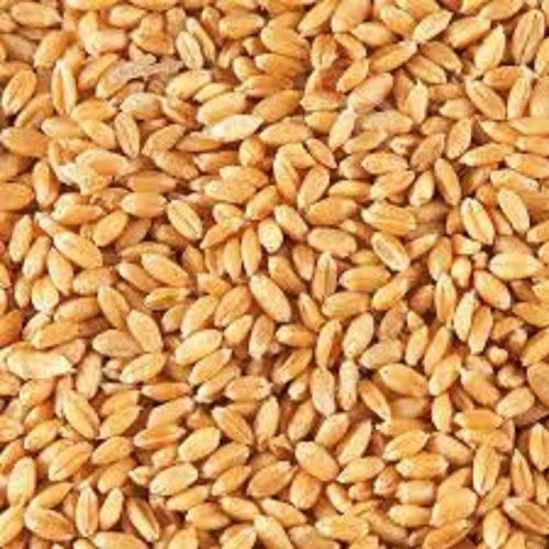 Brown Organic Dried Wheat Seeds