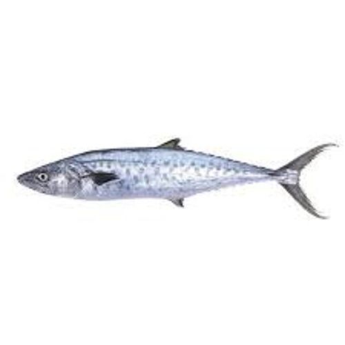 Silver Color Fresh King Fish