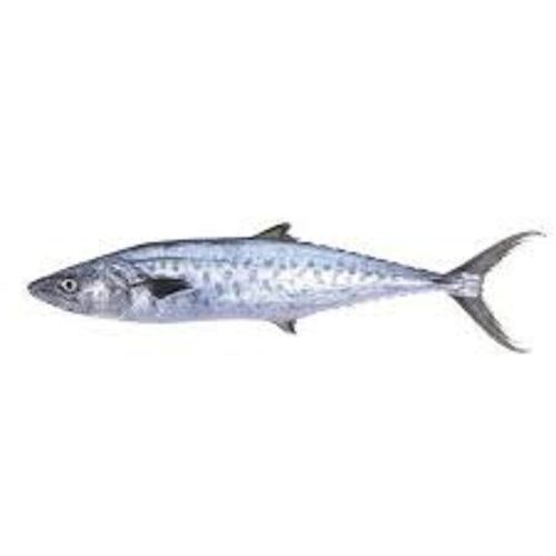 Silver Color Fresh King Fish Shelf Life: 1 Week