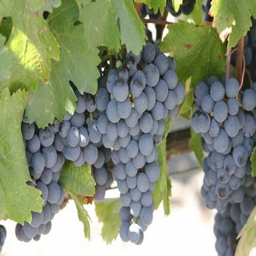 Healthy and Natural Fresh Black Grapes