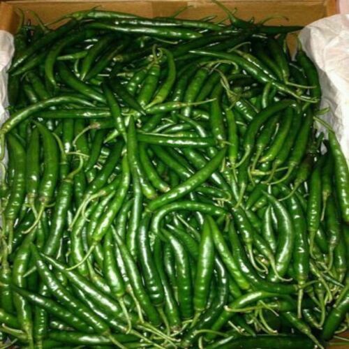 Healthy and Natural Fresh Green Chilli