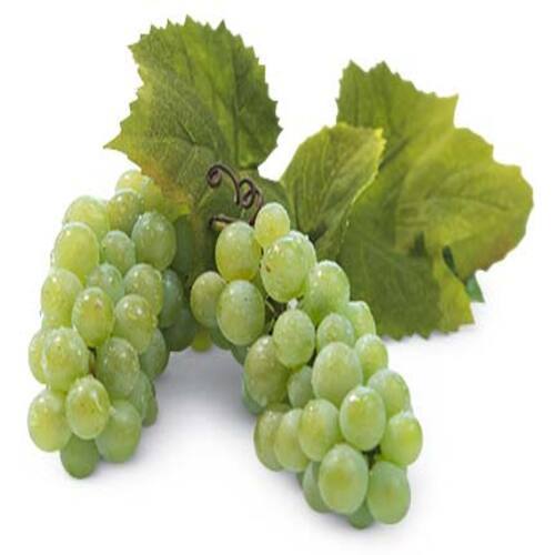 Healthy And Natural Fresh Green Grapes Size: Standard