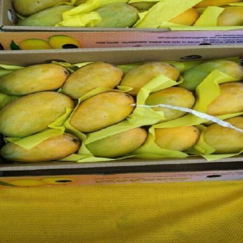 Healthy And Natural Fresh Yellow Mango Size: Standard