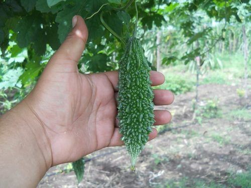 Healthy and Natural Organic Fresh Bitter Gourd