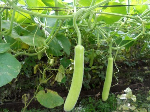 Healthy and Natural Organic Fresh Bottle Gourd