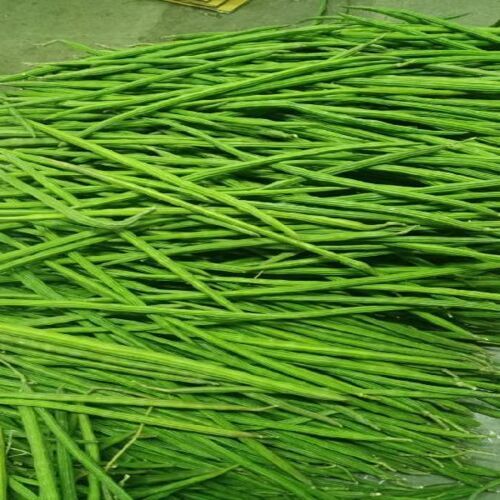 Healthy And Natural Organic Fresh Green Drumsticks