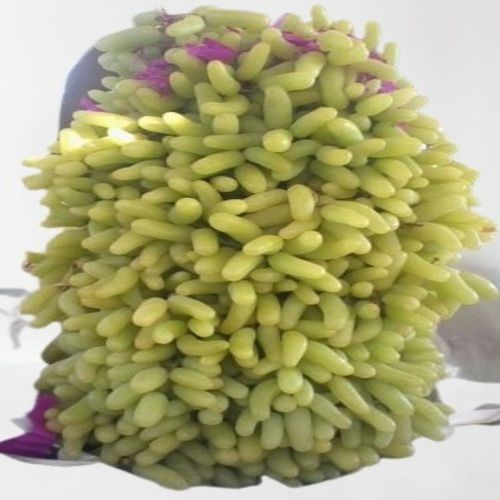 Healthy And Natural Organic Fresh Green Grapes Size: Standard