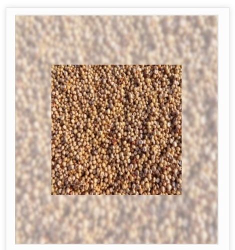 High Protein Sorghum Seeds