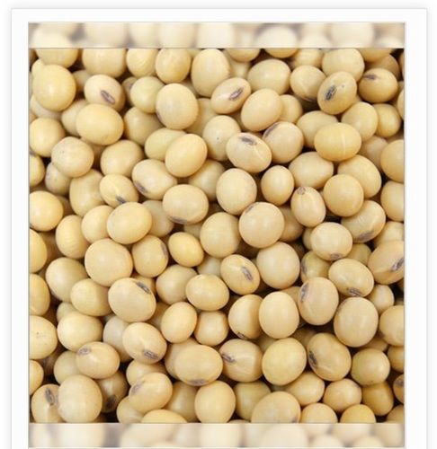 White High Protein Soybean Seeds